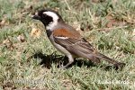 Cape Sparrow