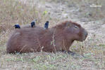 Capivara