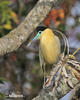 Capped Heron