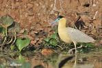 Capped Heron