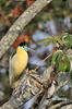 Capped Heron