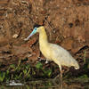 Capped Heron