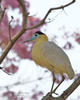 Capped Heron