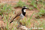 Capped Wheatear