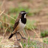 Capped Wheatear