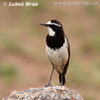 Capped Wheatear