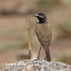 Capped Wheatear