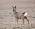 Capreolus capreolus