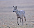 Capreolus capreolus