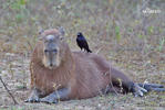 Capybara