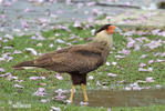 Caracara plancus