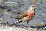 Carduelis cannabina