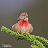 Carduelis cannabina