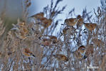 Carduelis cannabina