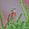 Carduelis cannabina