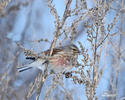 Carduelis cannabina