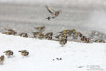 Carduelis carduelis