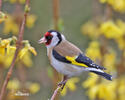 Carduelis carduelis