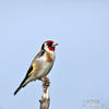 Carduelis carduelis