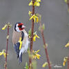 Carduelis carduelis