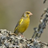 Carduelis chloris