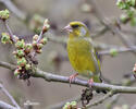 Carduelis chloris