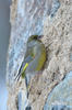 Carduelis chloris