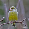 Carduelis chloris