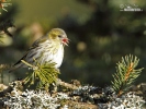 Carduelis spinus