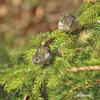 Carduelis spinus