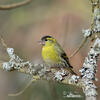 Carduelis spinus