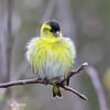 Carduelis spinus