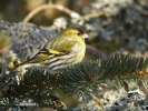 Carduelis spinus