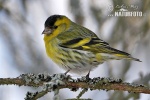 Carduelis spinus