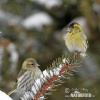 Carduelis spinus