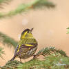 Carduelis spinus