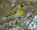 Carduelis spinus