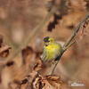 Carduelis spinus