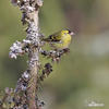 Carduelis spinus