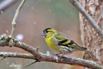 Carduelis spinus