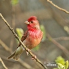 Carpodacus erythrinus