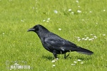 Carrion Crow