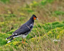 Carunculated Caracara