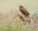 Carunculated Caracara