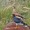 Carunculated Caracara
