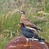 Carunculated Caracara