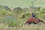 Carunculated Caracara