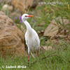 Cattle Egret