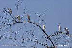 Cattle Egret