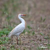 Cattle Egret